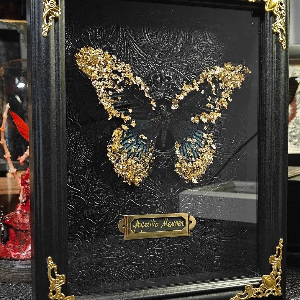 Curated framed Papilio Memnon butterfly taxidermy. Features black and blue wings adorned with gold leaf against a detailed black embossed baroque pattern background. An opulent framed specimen for high-end home decoration and gift giving.
