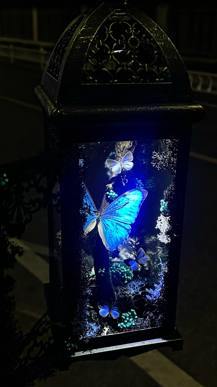 Black and White Lantern-Style Butterfly Specimen
