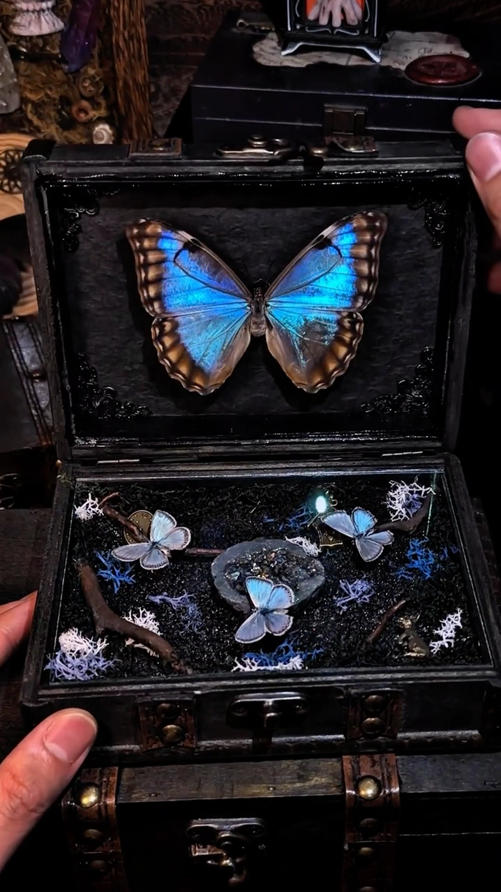 InsectArts Dark Mystic Morpho Treasure Box | Gothic Crystal & Woodland Curio