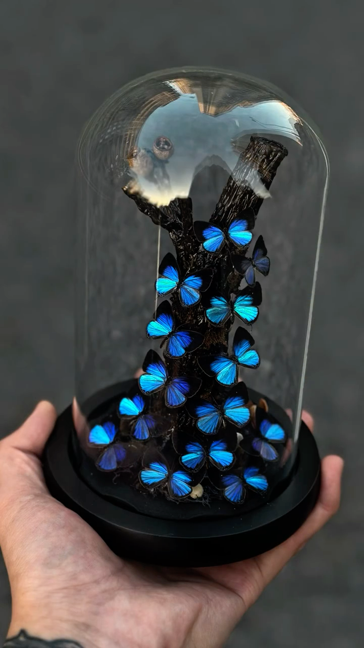 InsectArts Iridescent Blue Butterfly Cascade Glass Cloche | Natural Driftwood Curio