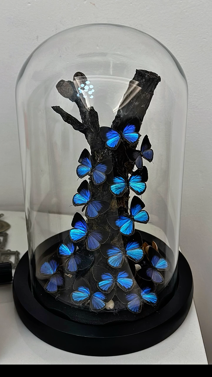 InsectArts Iridescent Blue Butterfly Cascade Glass Cloche | Natural Driftwood Curio