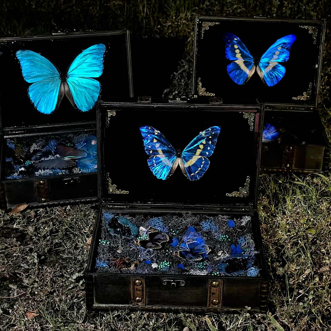 InsectArts Enchanted Morpho Treasure Box | Crystal & Moss Curio