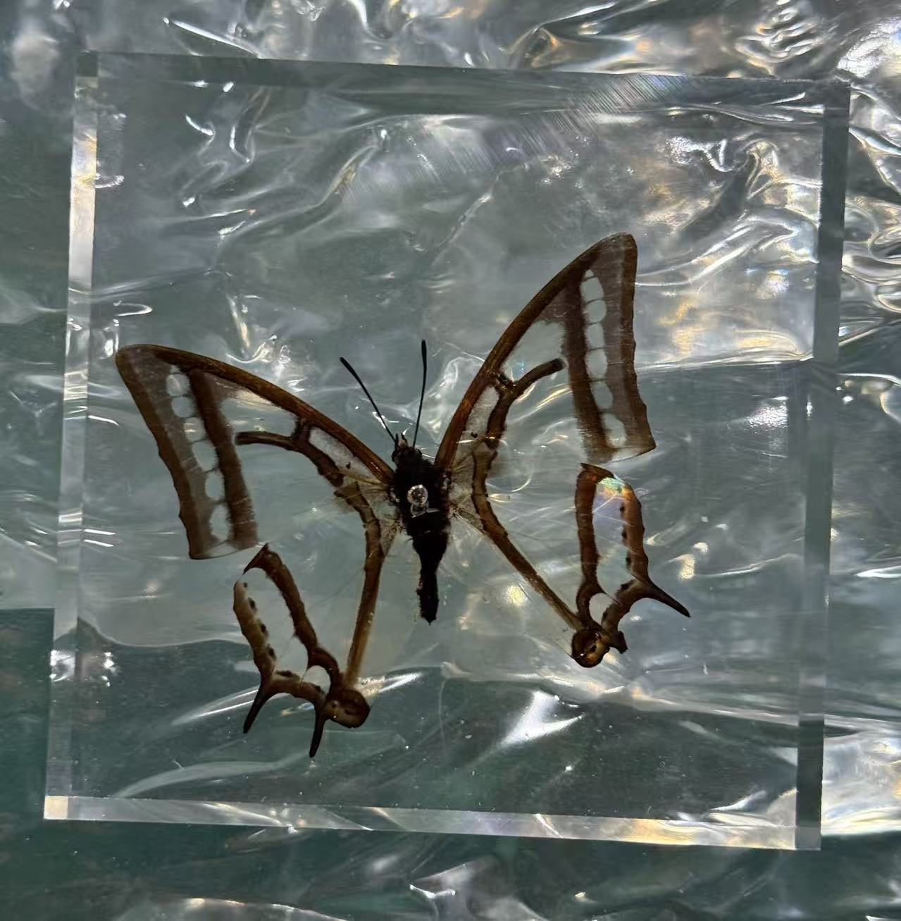 Real translucent butterfly specimen encased in a clear acrylic block. Modern museum-style floating taxidermy and minimalist home decor wall art.