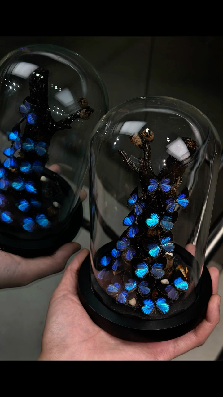 InsectArts Iridescent Blue Butterfly Cascade Glass Cloche | Natural Driftwood Curio