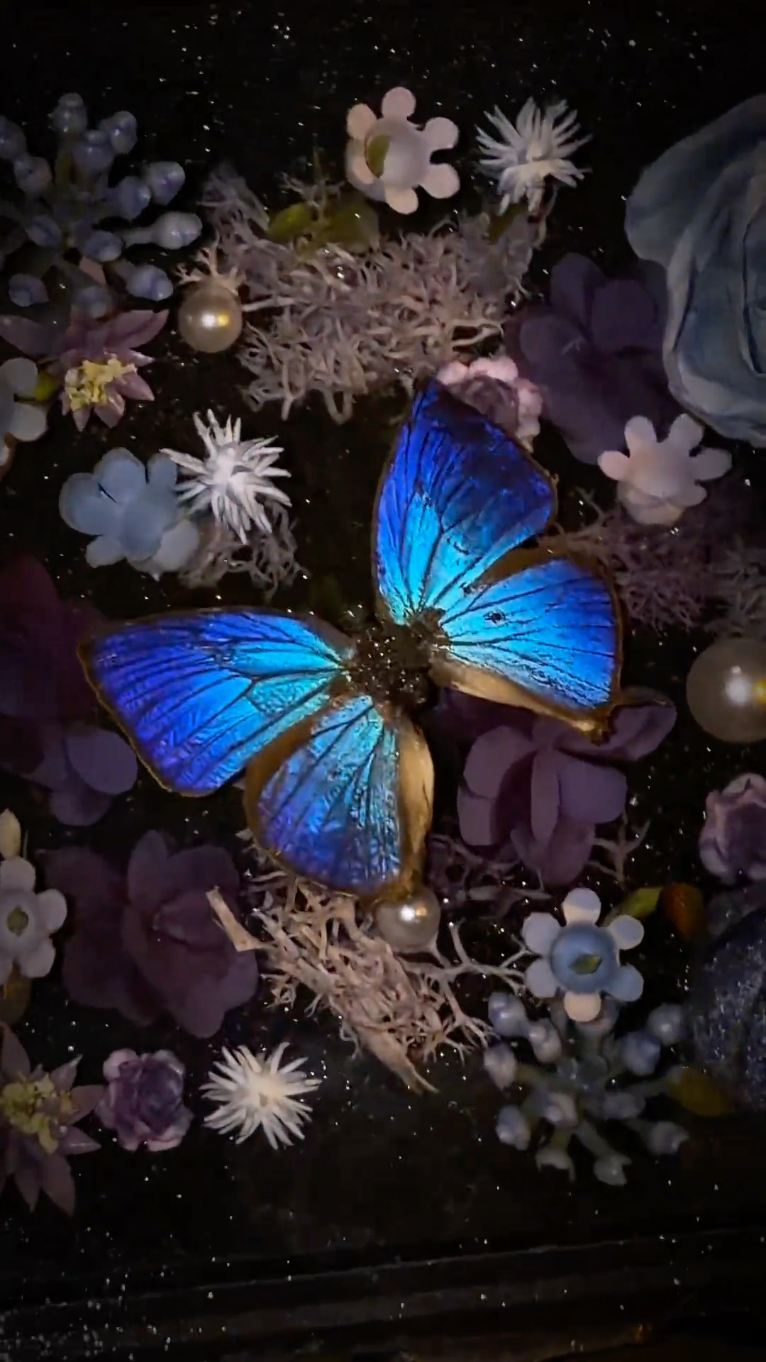 InsectArts Enchanted Botanical Music Box | Butterfly Diorama "Day & Night" Collection