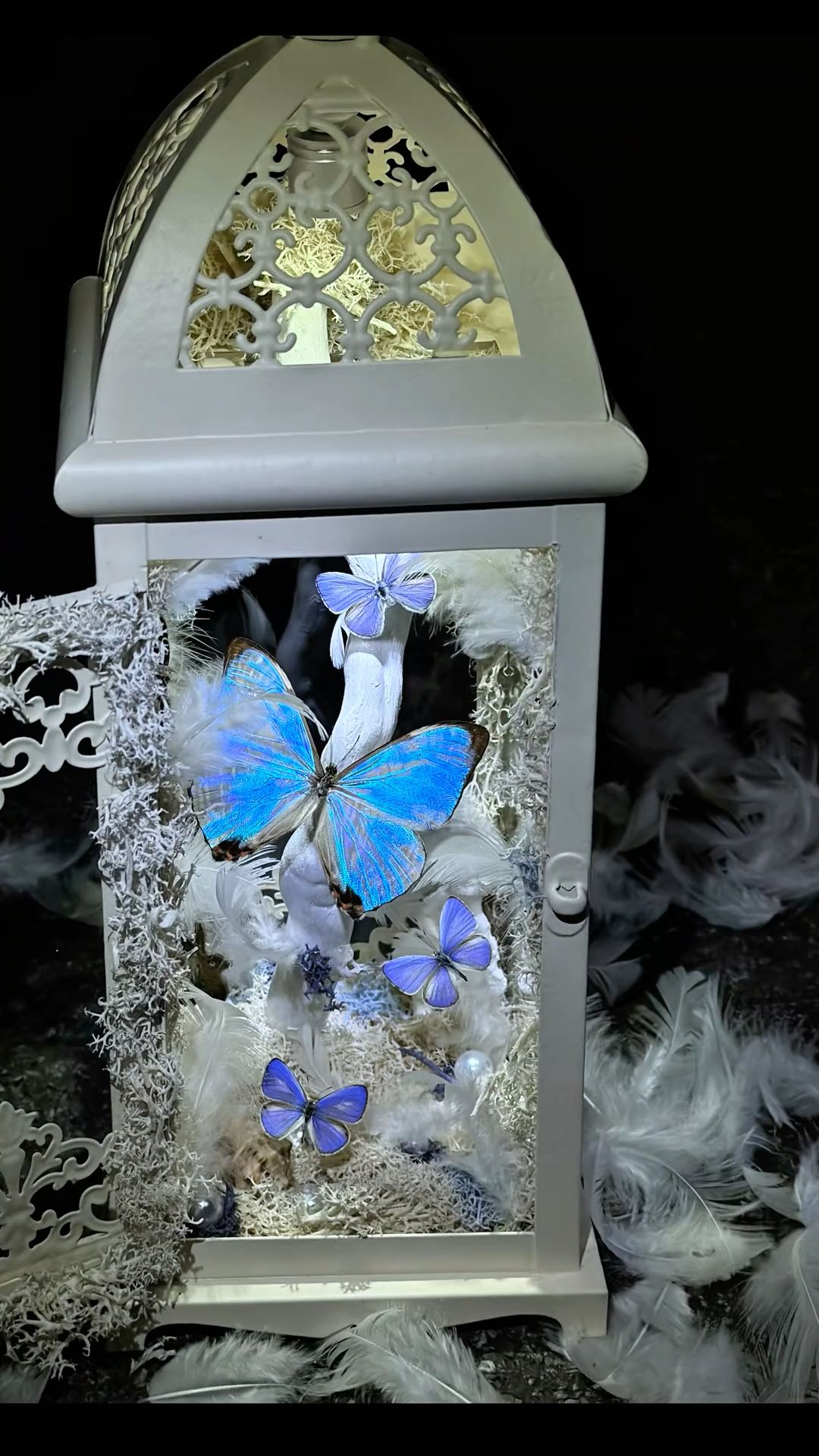 Black and White Lantern-Style Butterfly Specimen