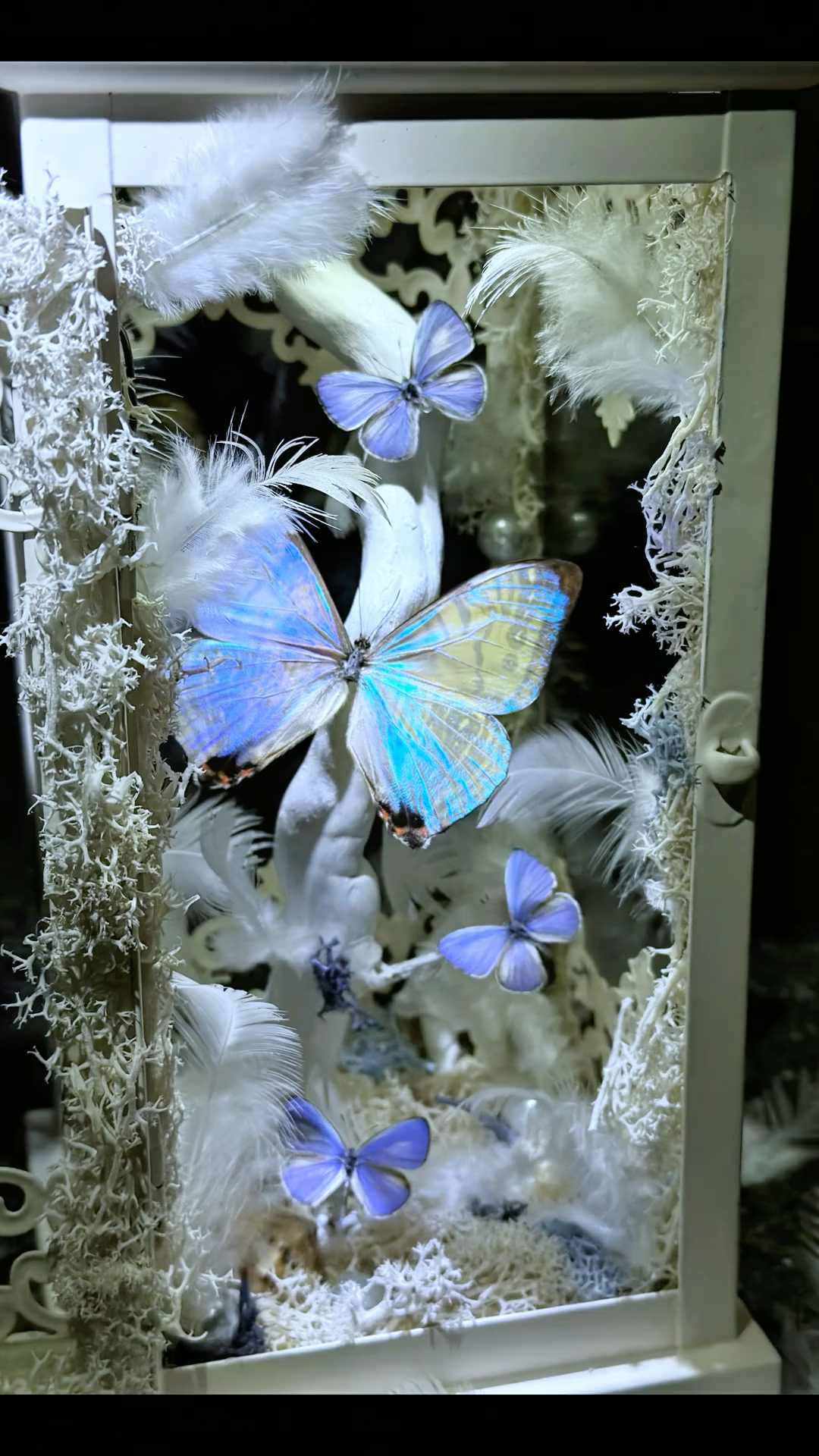 Black and White Lantern-Style Butterfly Specimen