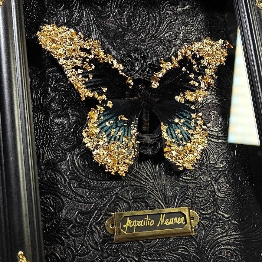 Luxury framed Papilio Memnon butterfly specimen with black and teal wings and gold leaf embellishment. The butterfly is mounted on a textured black embossed baroque background with a brass species tag and corner hardware. Ideal for a curated nature curiosity display.