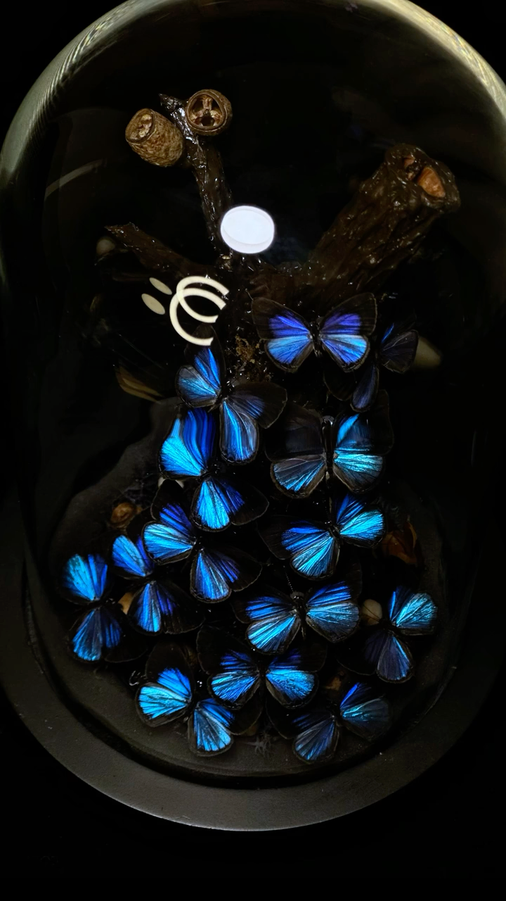 InsectArts Iridescent Blue Butterfly Cascade Glass Cloche | Natural Driftwood Curio