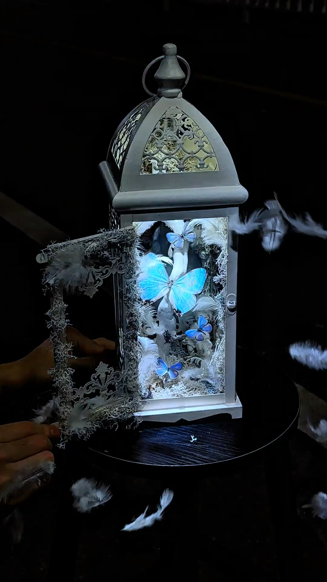 Black and White Lantern-Style Butterfly Specimen