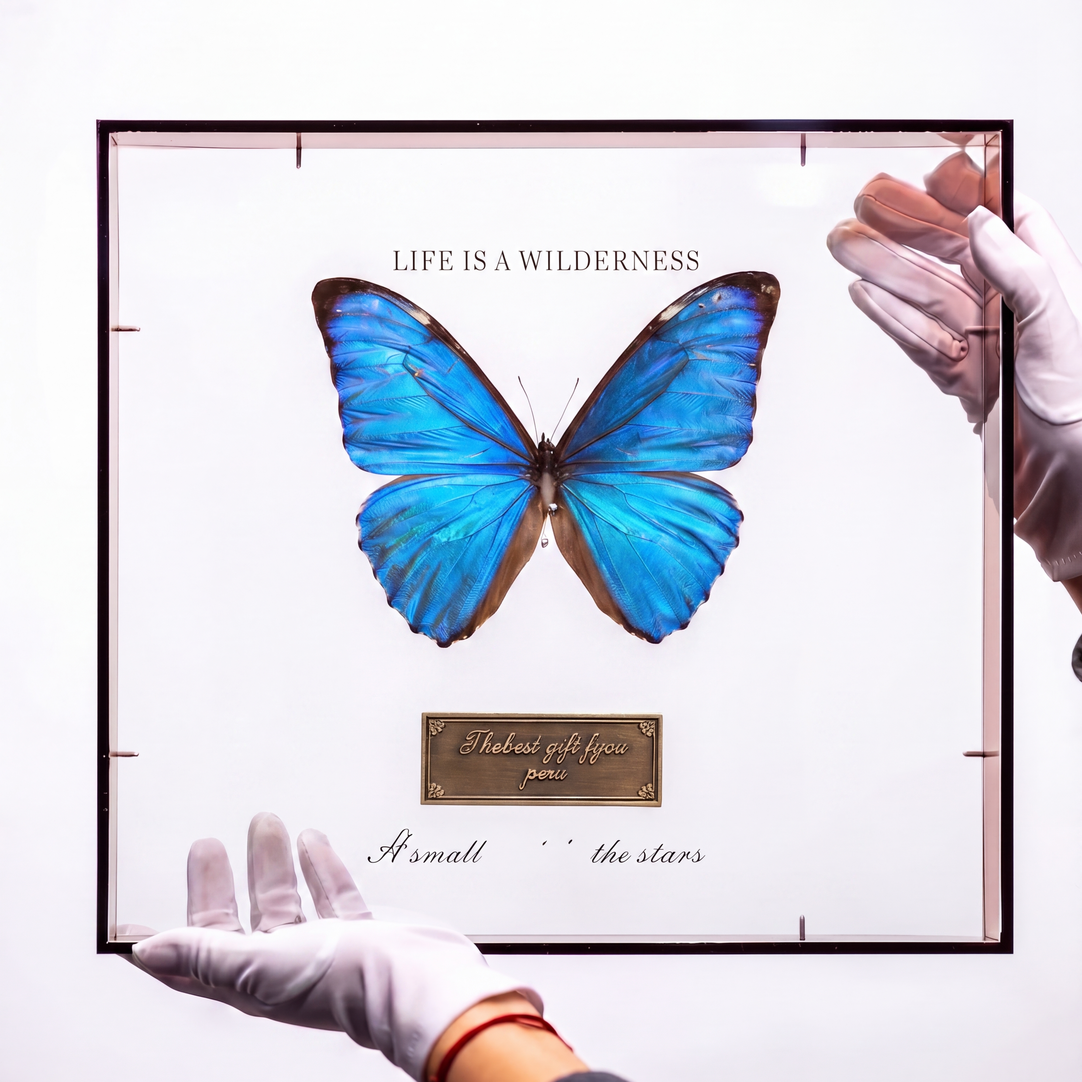 Curator in white gloves holding a real Blue Morpho butterfly specimen preserved in a premium transparent floating frame with vintage brass plaque.
