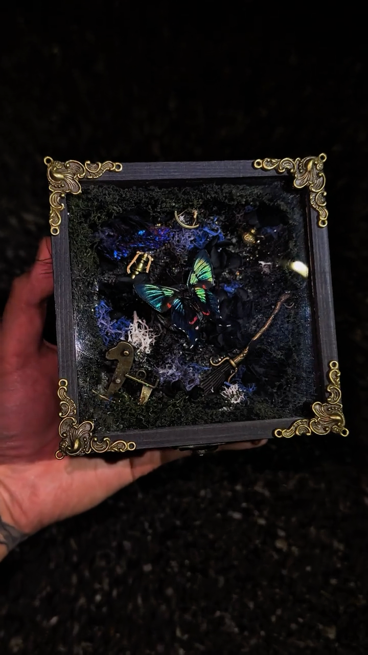 InsectArts Enchanted Botanical Music Box | Butterfly Diorama "Day & Night" Collection