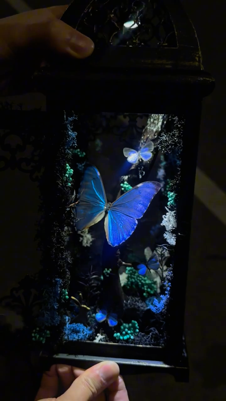 Black and White Lantern-Style Butterfly Specimen