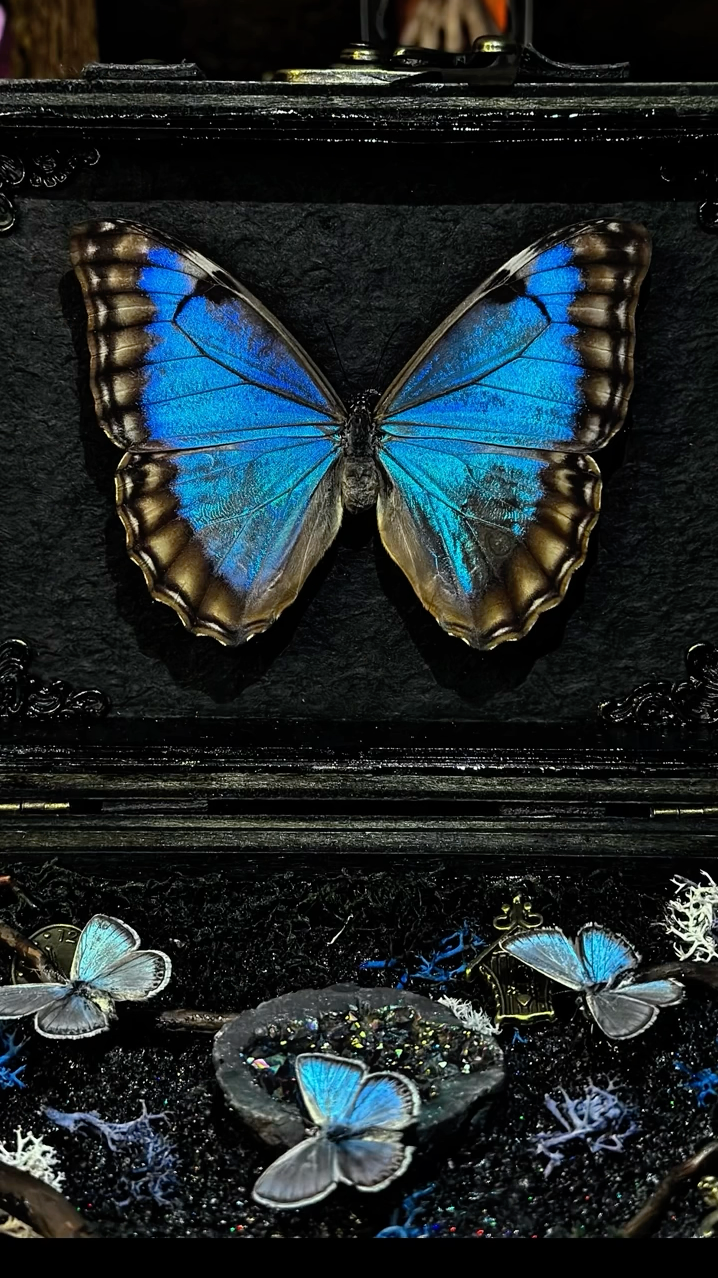InsectArts Dark Mystic Morpho Treasure Box | Gothic Crystal & Woodland Curio