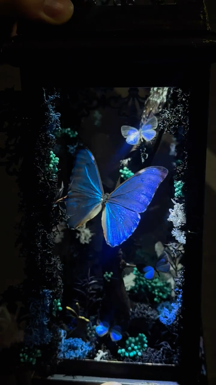 Black and White Lantern-Style Butterfly Specimen
