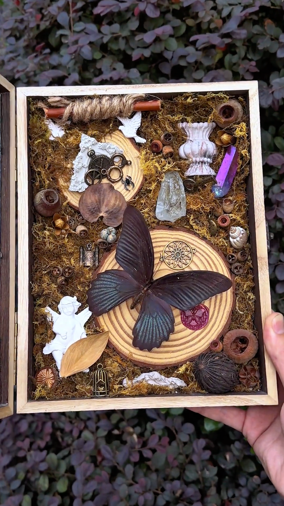 InsectArts Gothic Black Butterfly Shadow Box Art