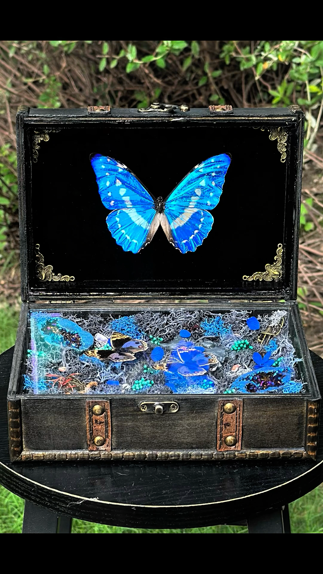 InsectArts Enchanted Morpho Treasure Box | Crystal & Moss Curio
