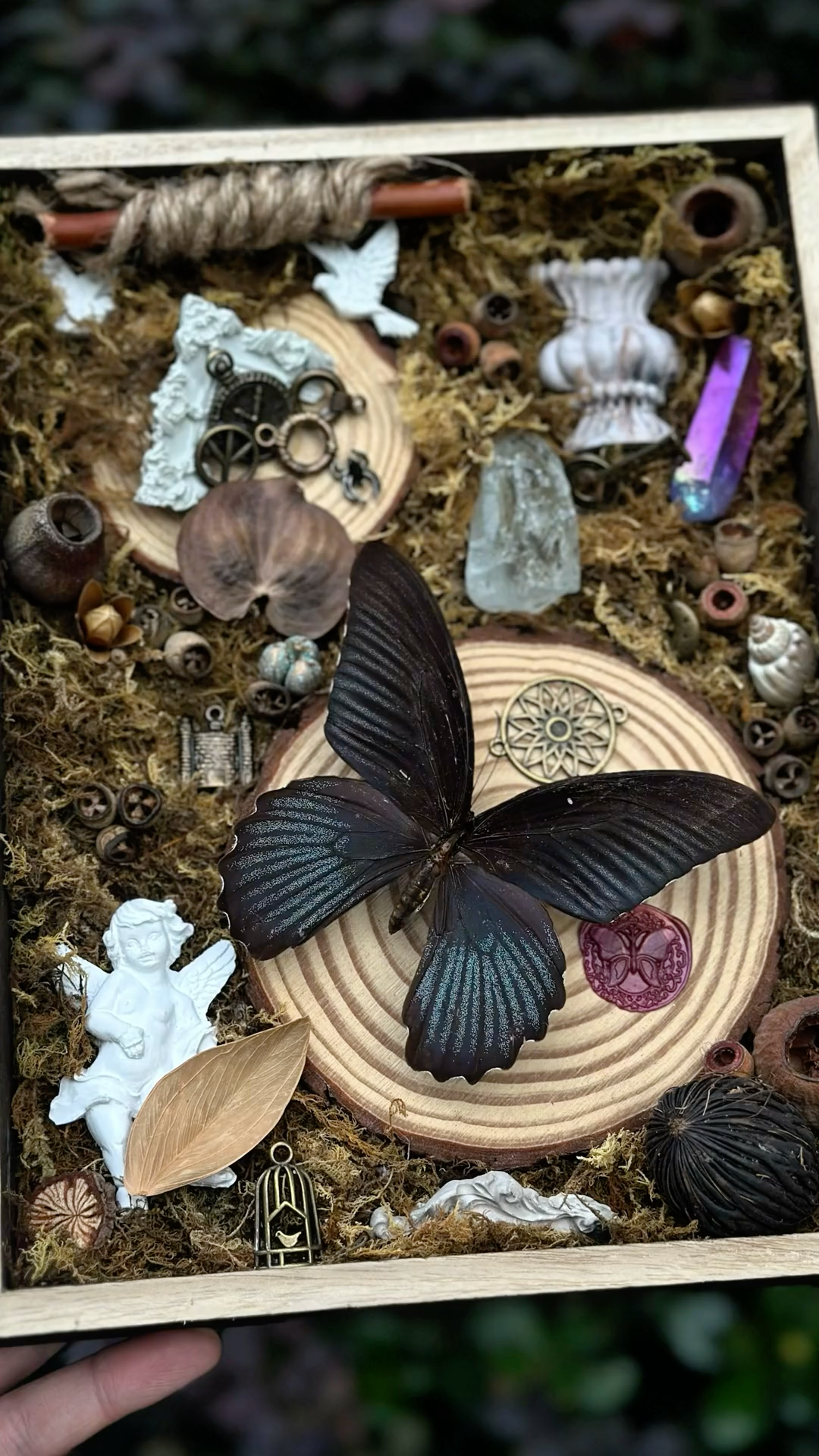 InsectArts Gothic Black Butterfly Shadow Box Art
