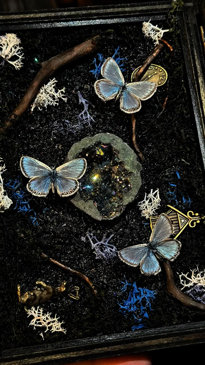 InsectArts Dark Mystic Morpho Treasure Box | Gothic Crystal & Woodland Curio