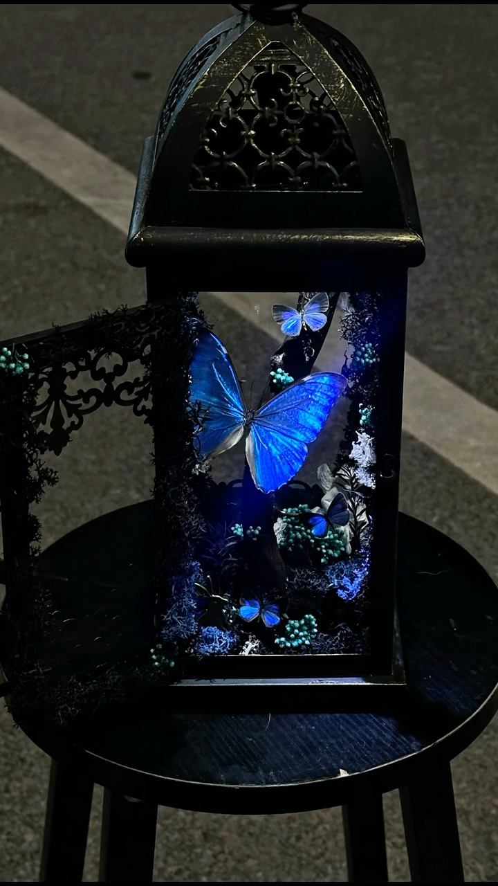Black and White Lantern-Style Butterfly Specimen