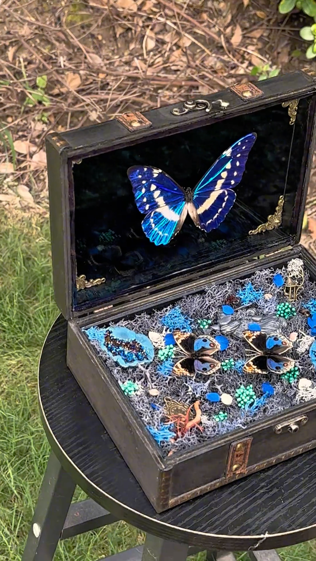 InsectArts Enchanted Morpho Treasure Box | Crystal & Moss Curio
