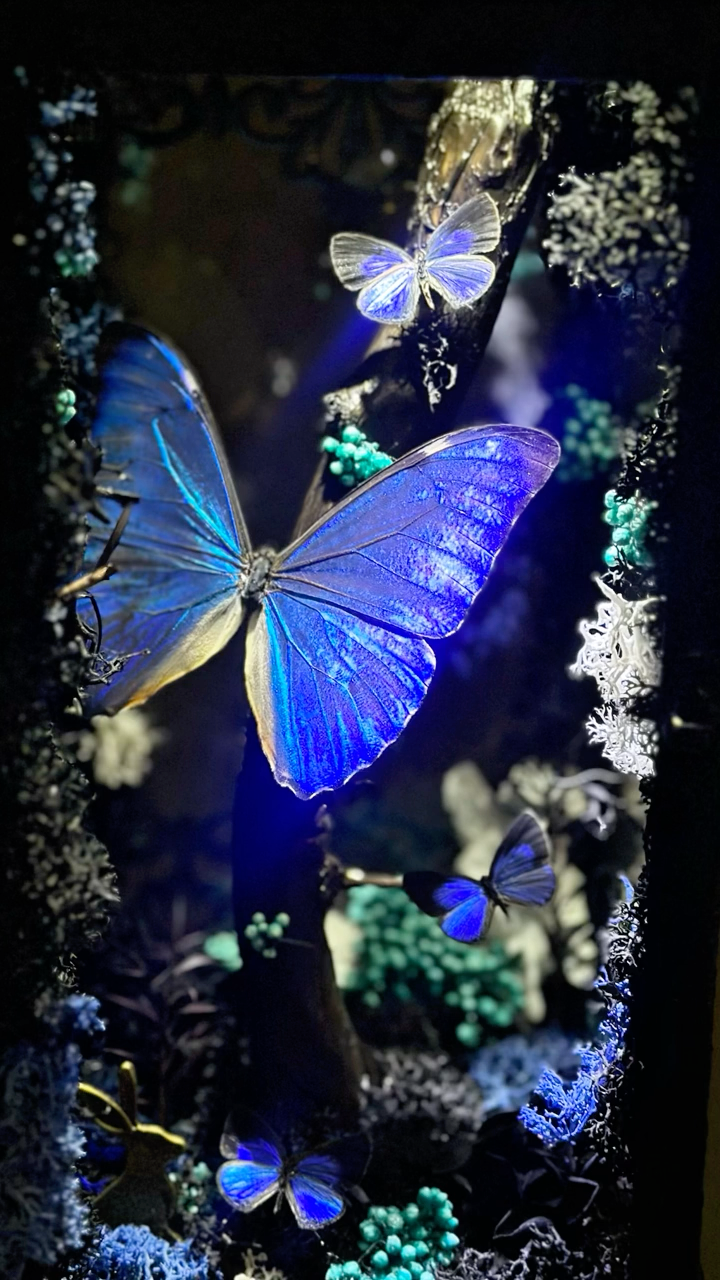 Black and White Lantern-Style Butterfly Specimen