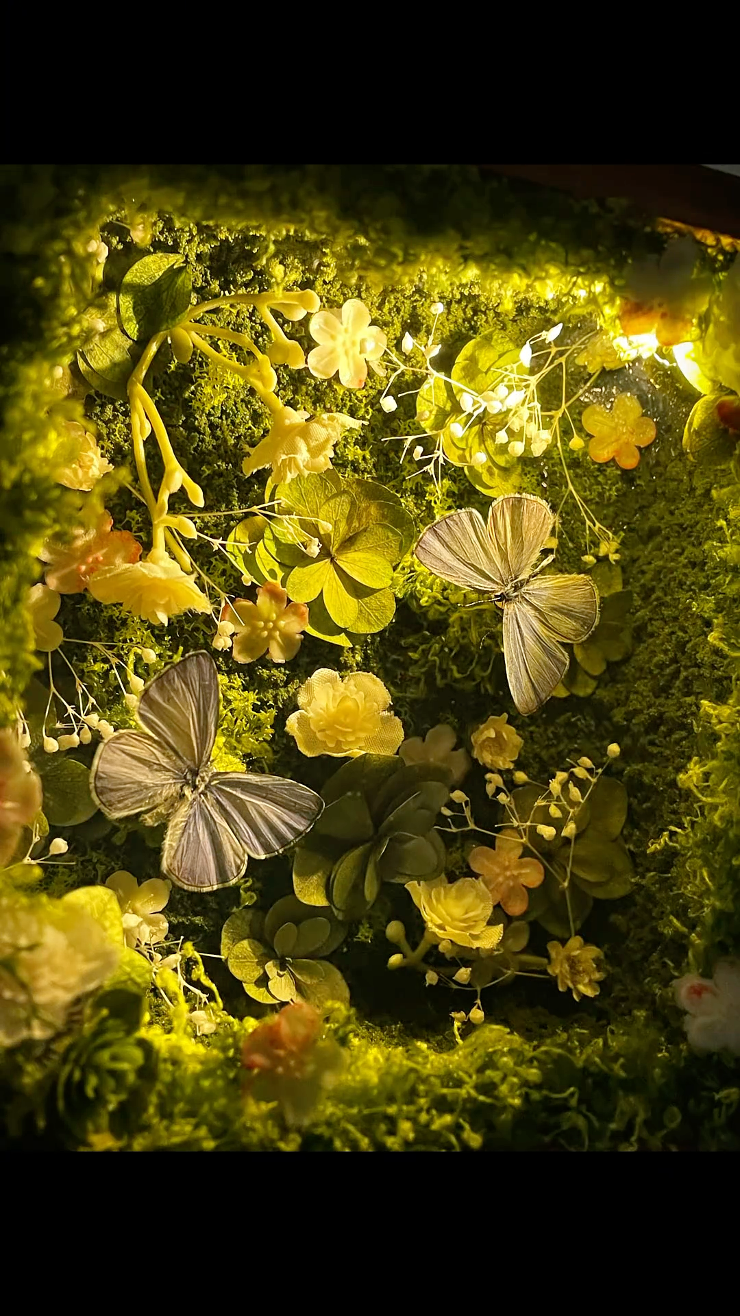 InsectArts Enchanted Botanical Music Box | Butterfly Diorama "Day & Night" Collection