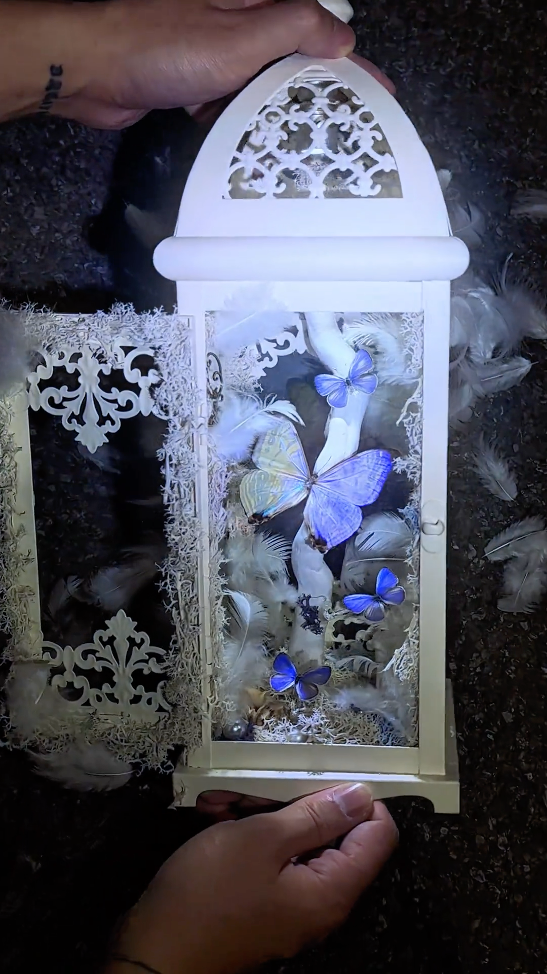Black and White Lantern-Style Butterfly Specimen