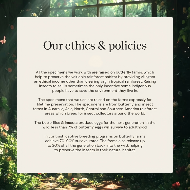"InsectArts ethical sourcing and sustainable butterfly farming policy showing environmental conservation and rainforest protection."
