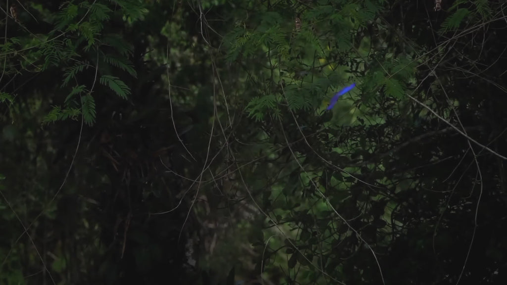 A close-up video of two male Blue Morpho butterflies in flight. As they flap their wings, the brilliant, iridescent blue hues shift in the light, creating a vivid metallic effect against a lush green forest background
